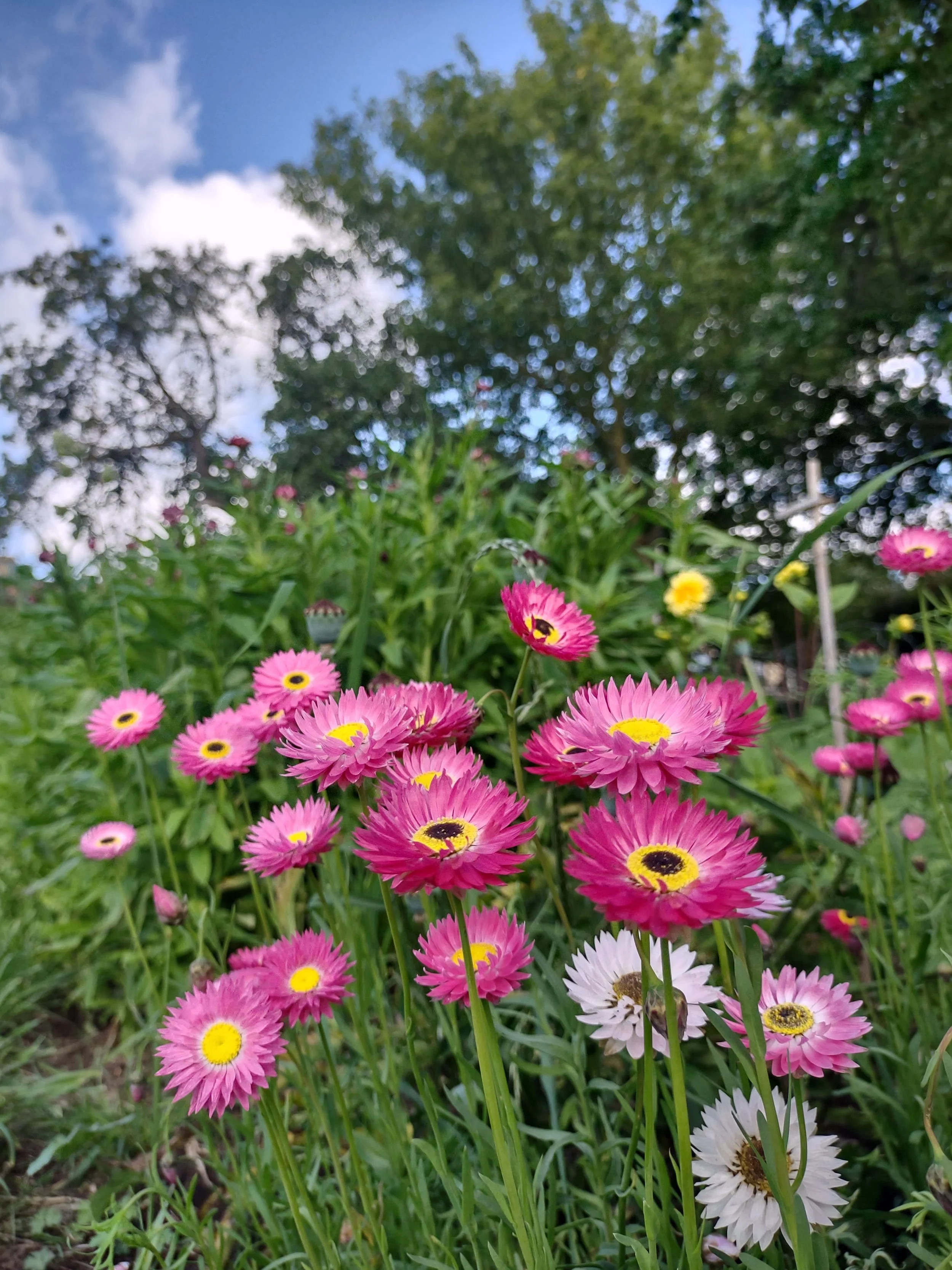 Cotswold Flora's Flowers — Cotswold Flora